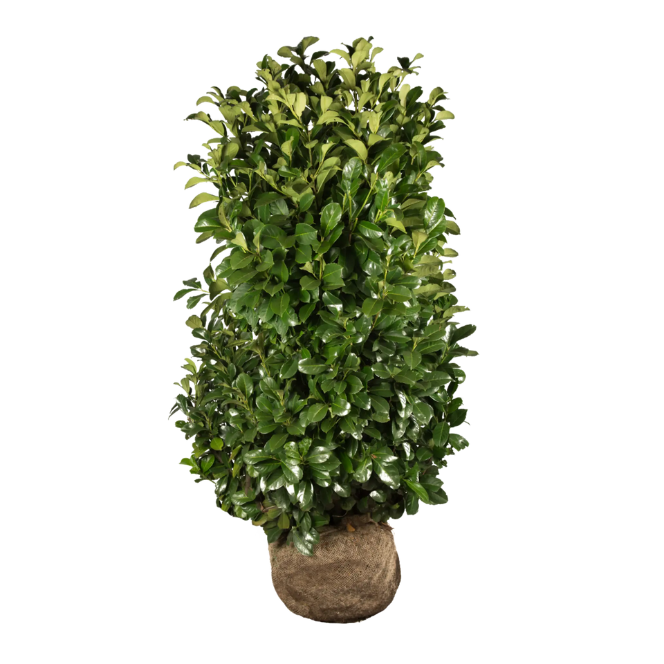 Kirschlorbeer Etna