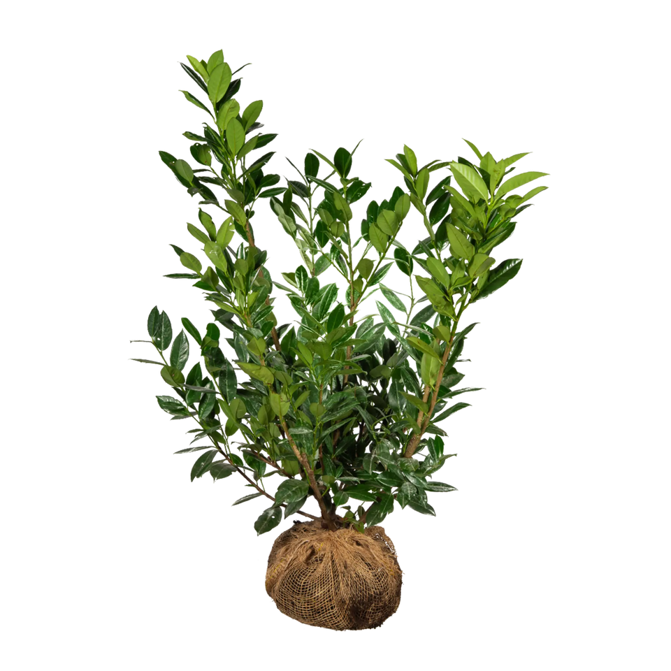Kirschlorbeer Green Lustre®