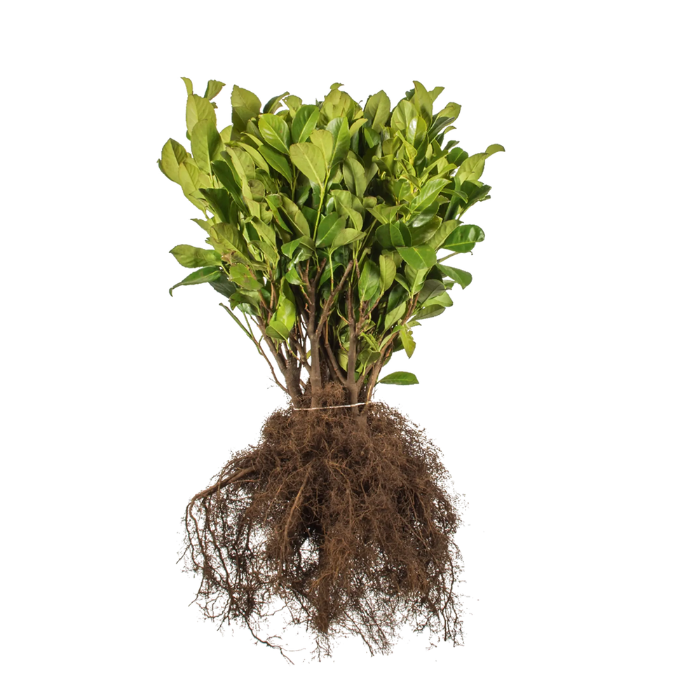 Kirschlorbeer Rotundifolia