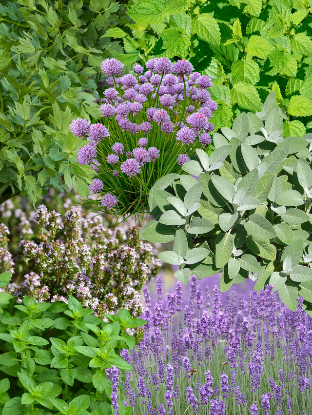 Staudenbeet Paket Küchenkräuter