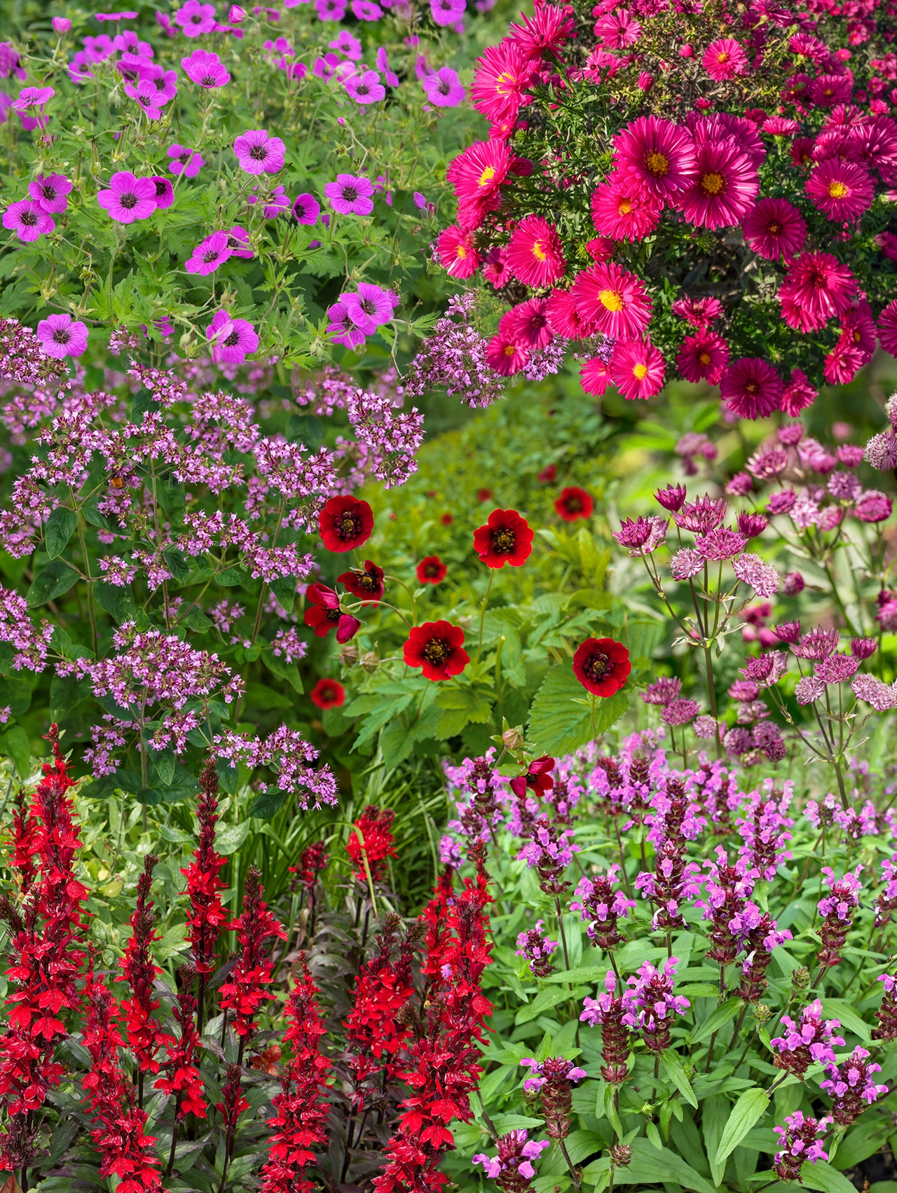 Staudenbeet Paket Rosa, Lila und Rot