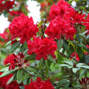 Rhododendron Red Jack