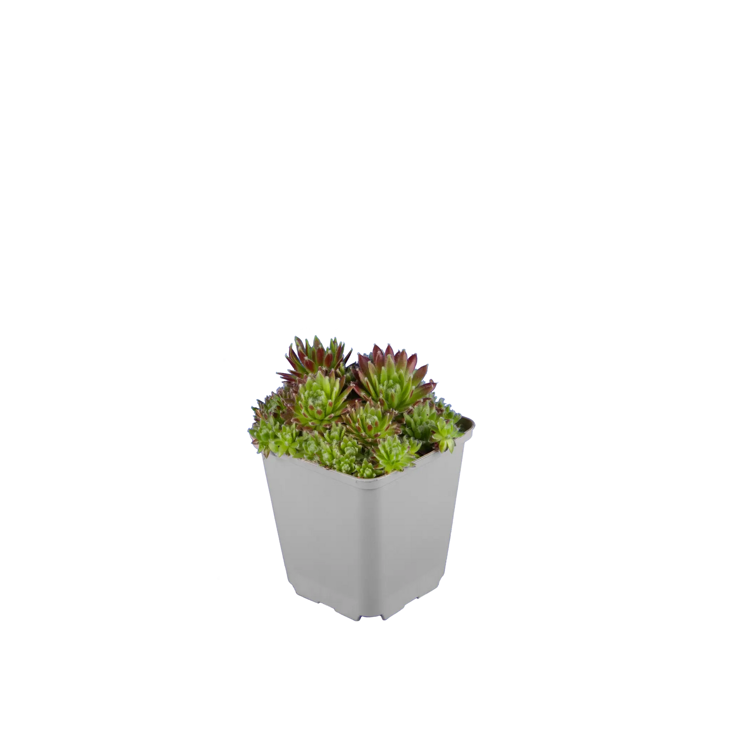 Sempervivum mix