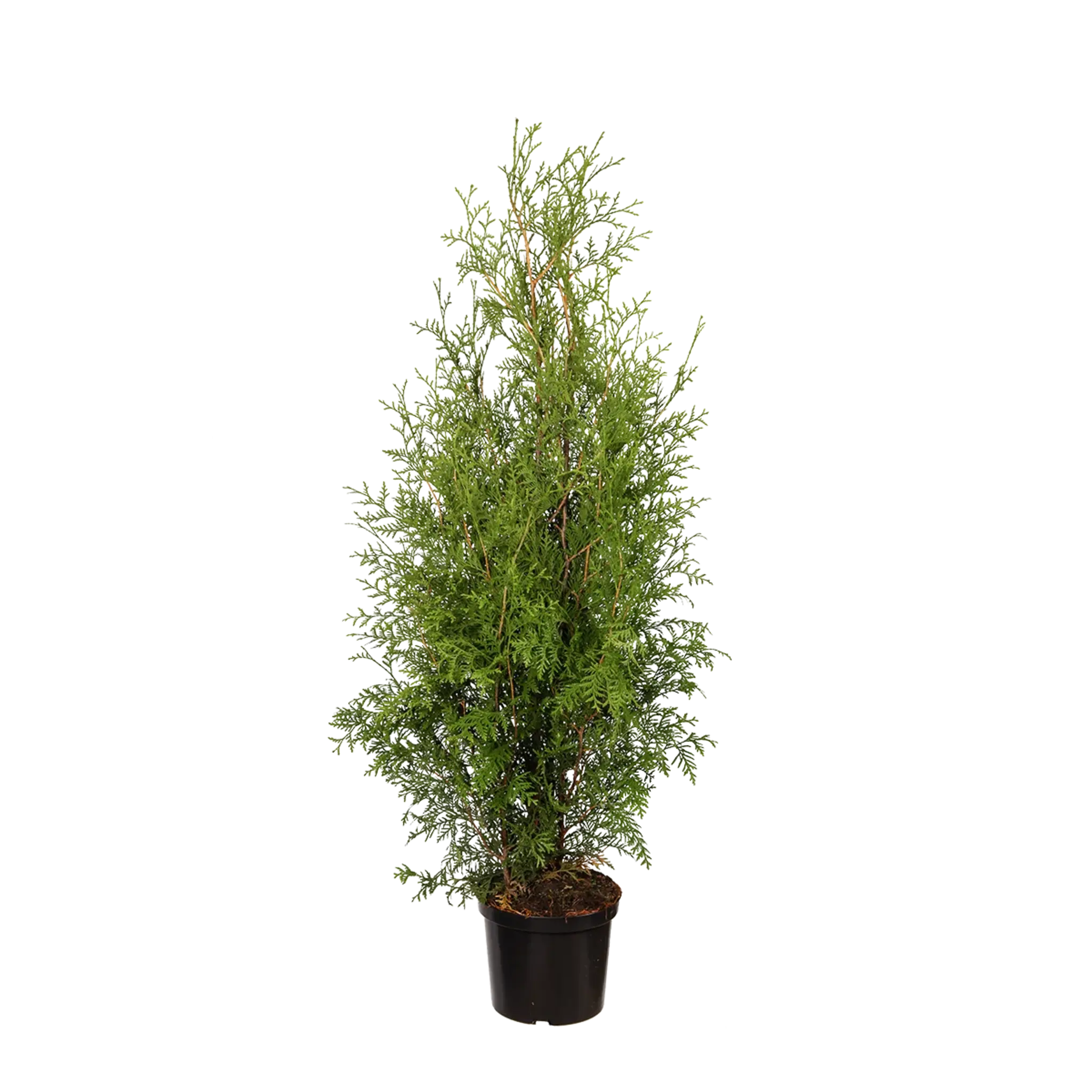 Thuja Brabant