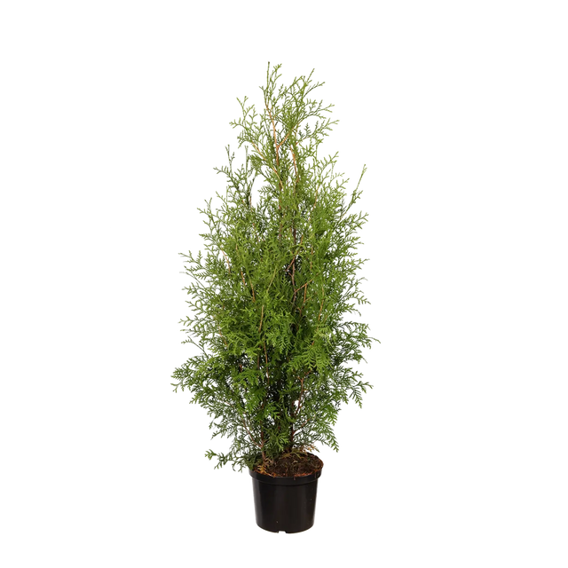 Thuja Brabant