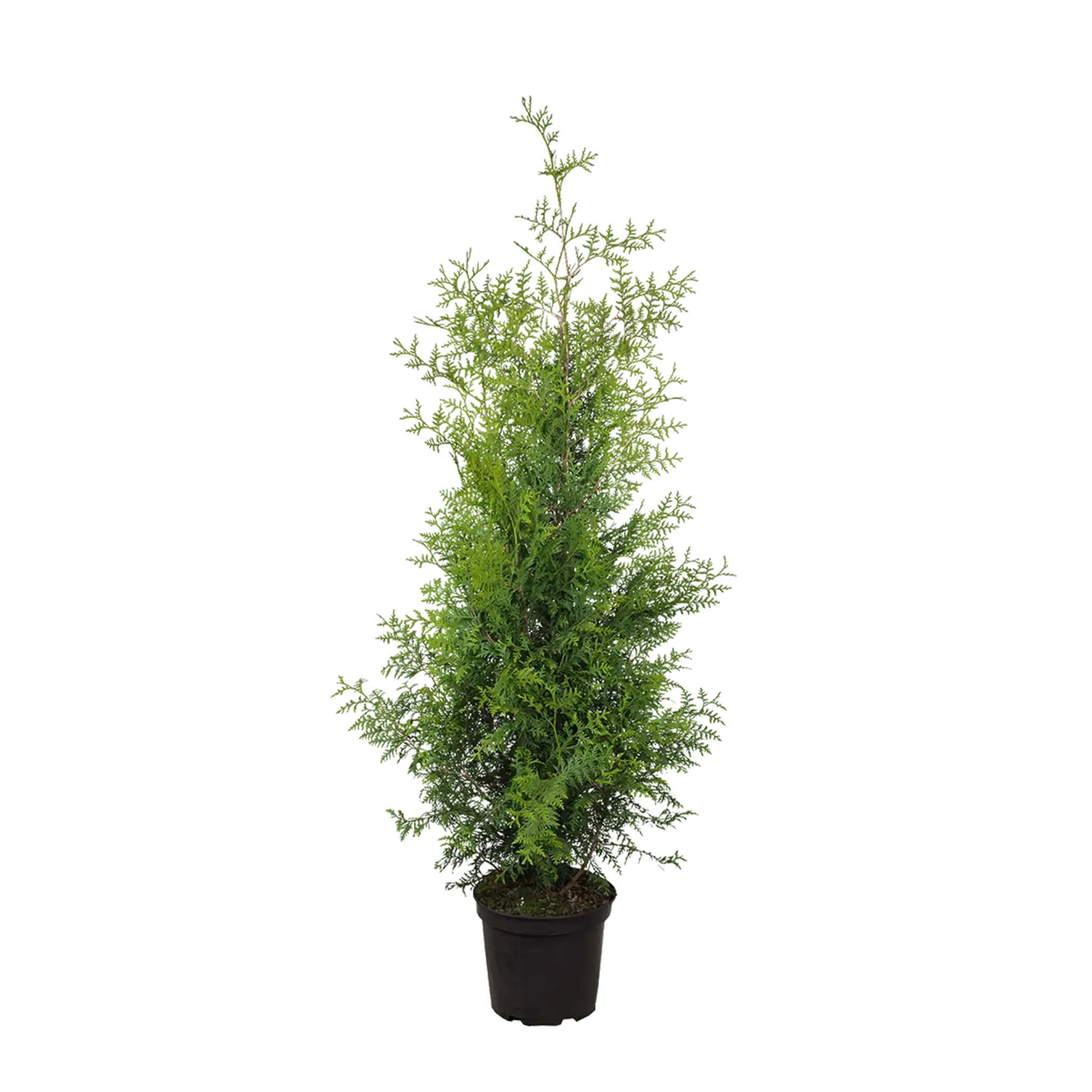 Thuja Brabant