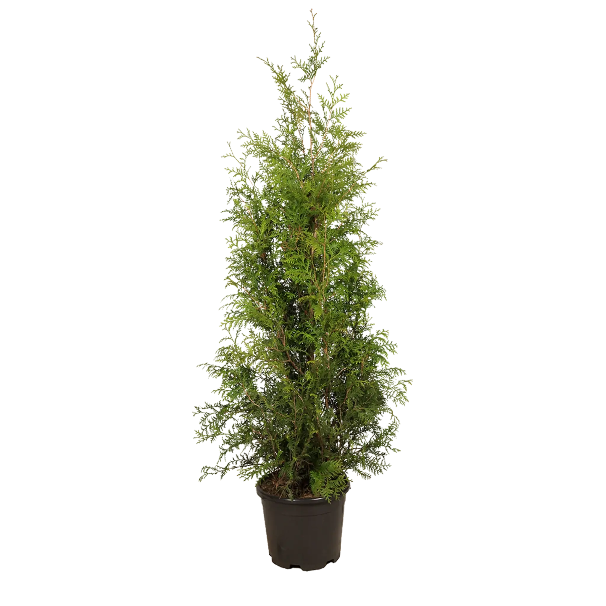 Thuja Brabant