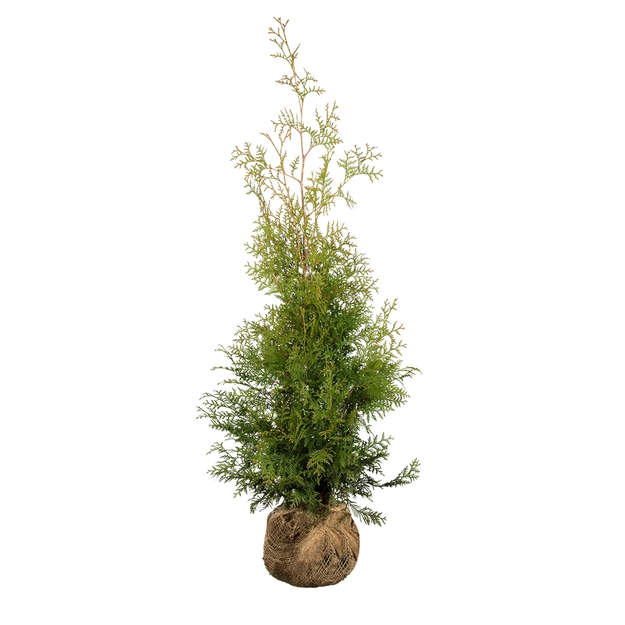 Thuja Brabant