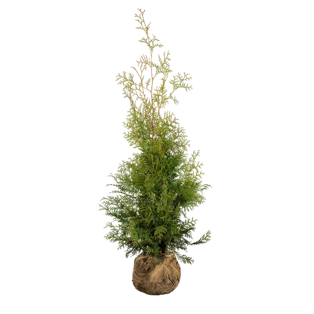 Thuja Brabant