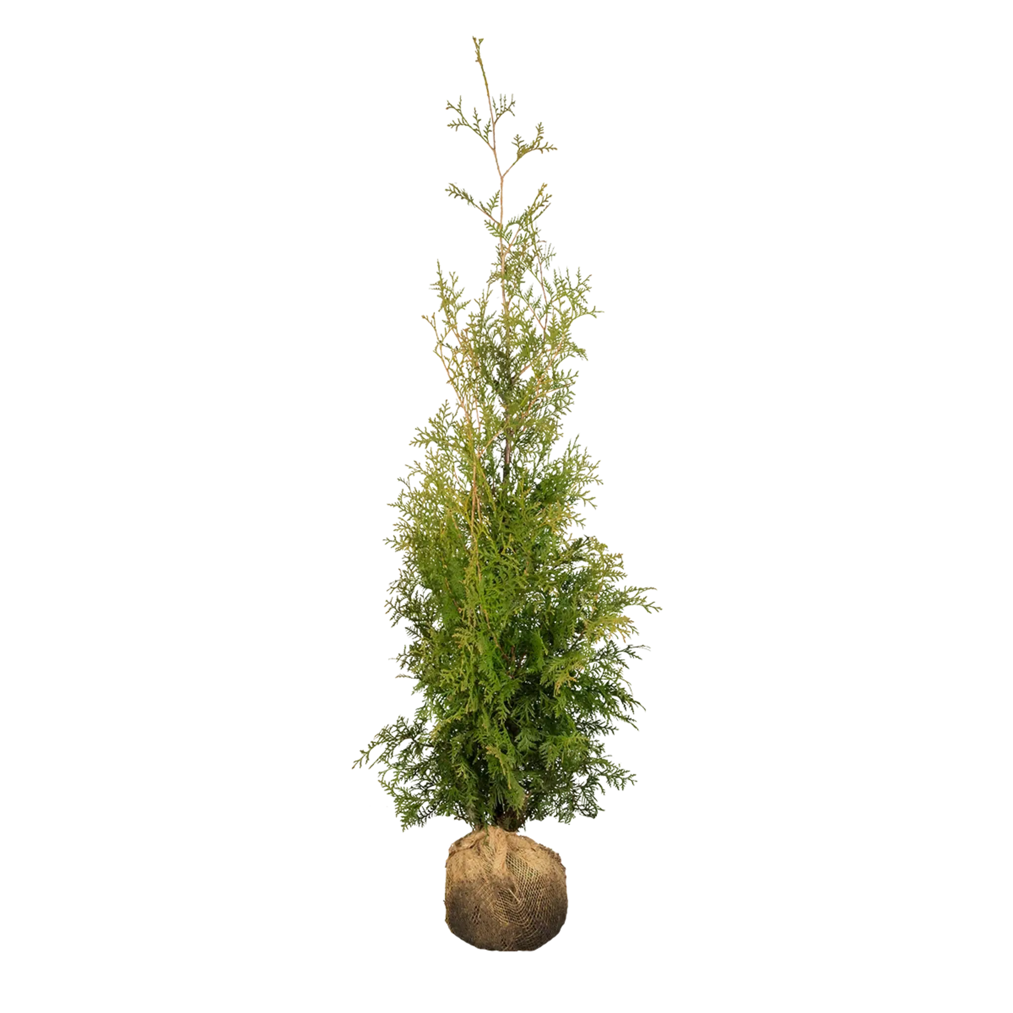 Thuja Brabant