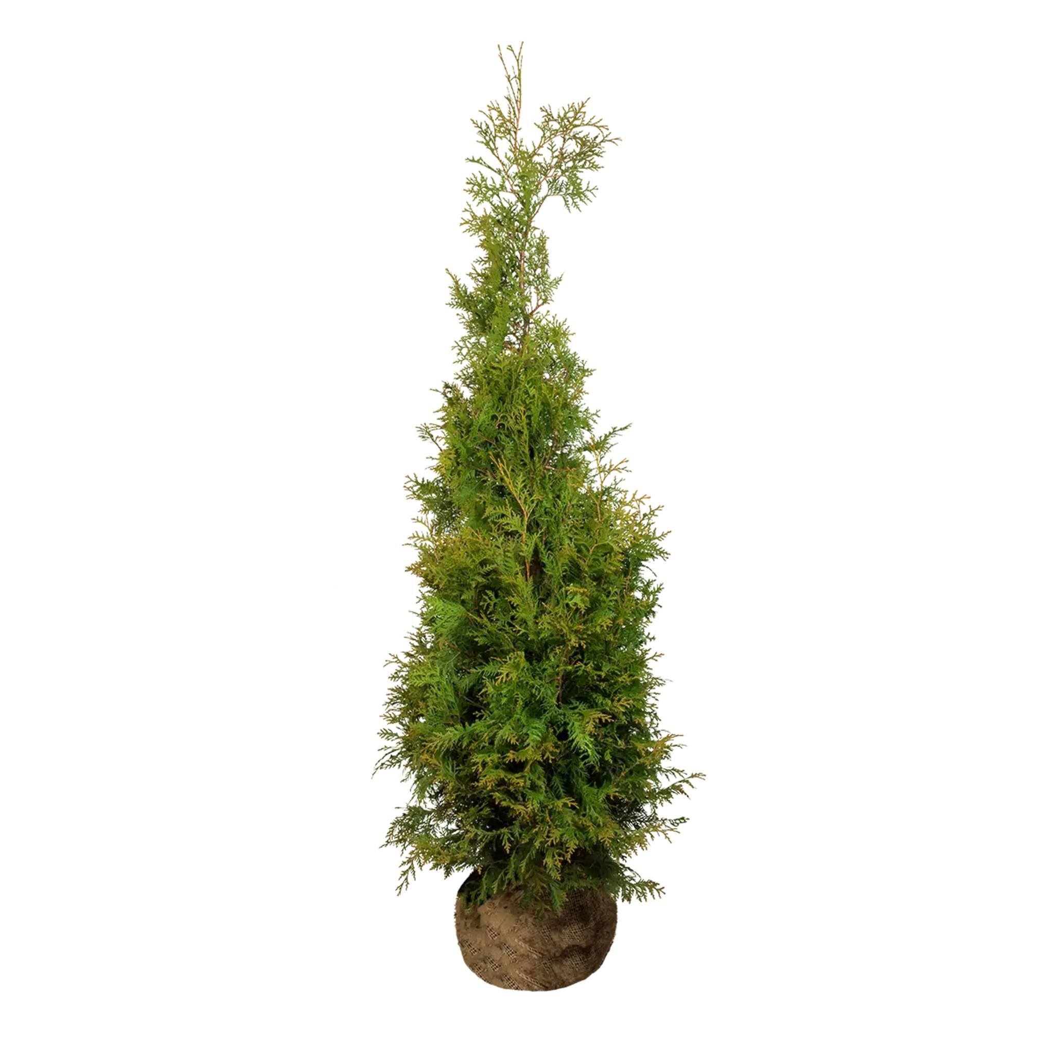 Thuja Brabant