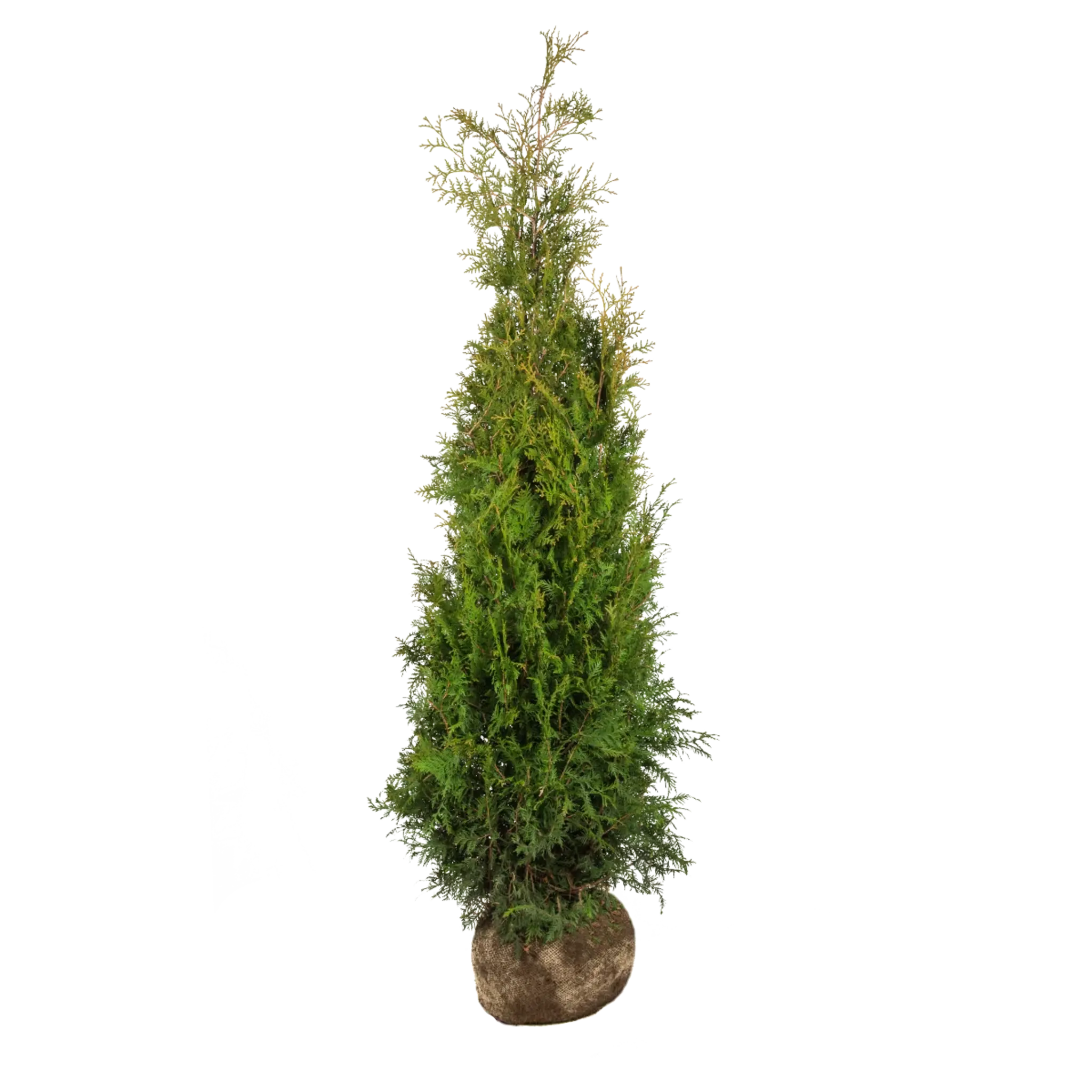 Thuja Brabant