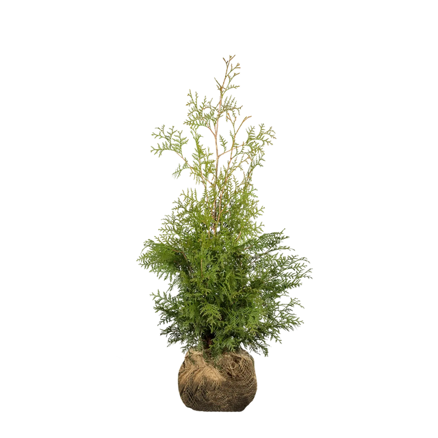 Thuja Brabant