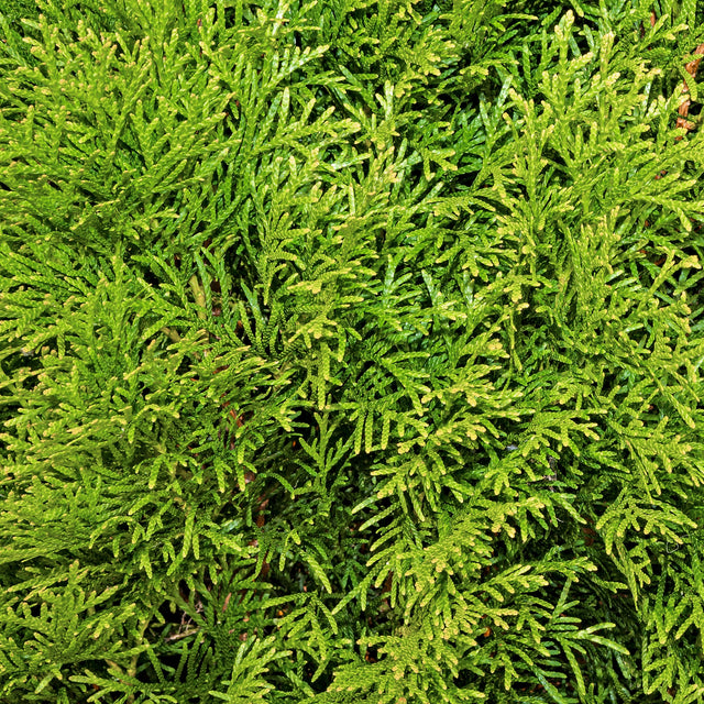 Thuja Smaragd