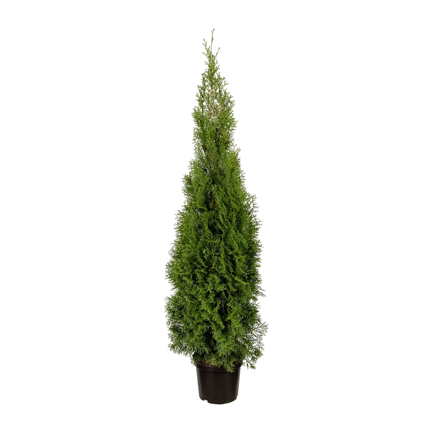 Thuja Smaragd