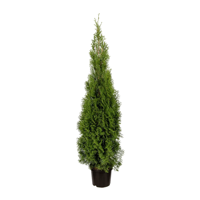 Thuja Smaragd