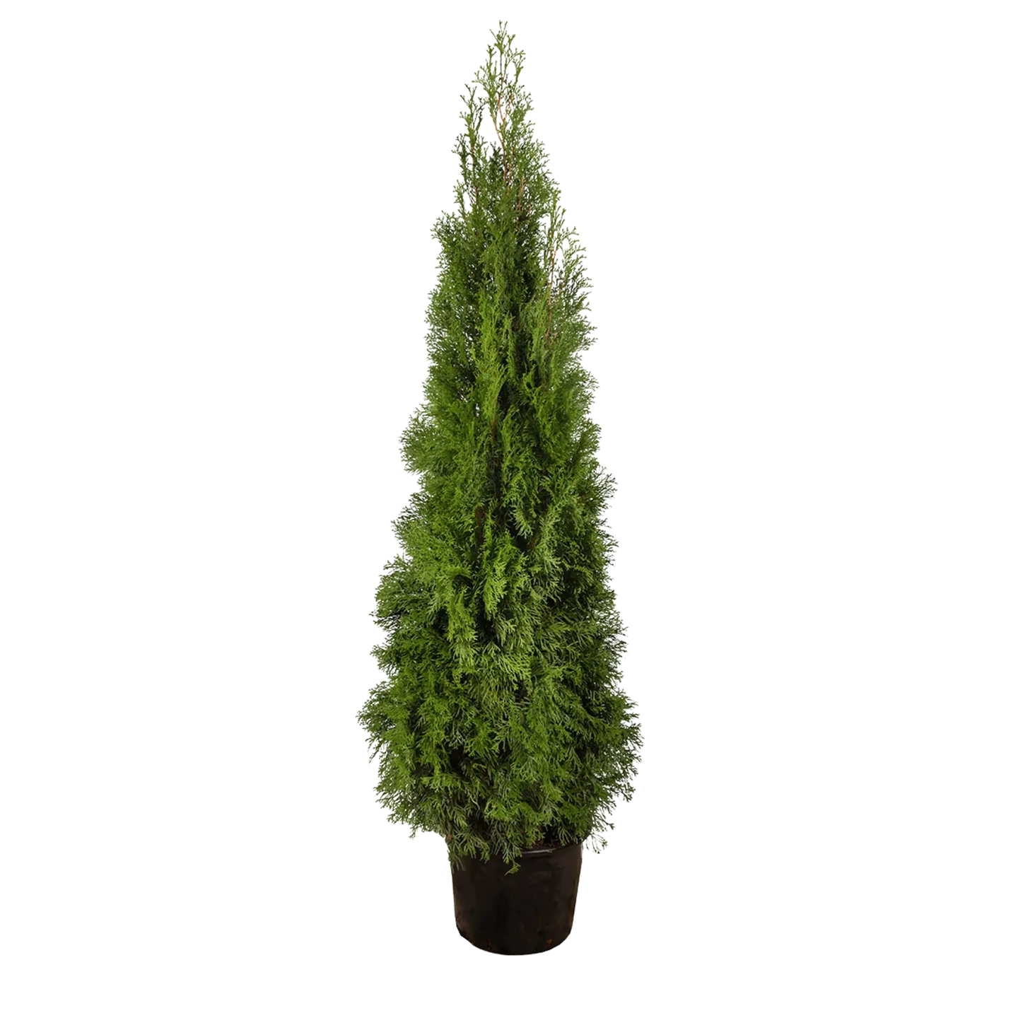 Thuja Smaragd