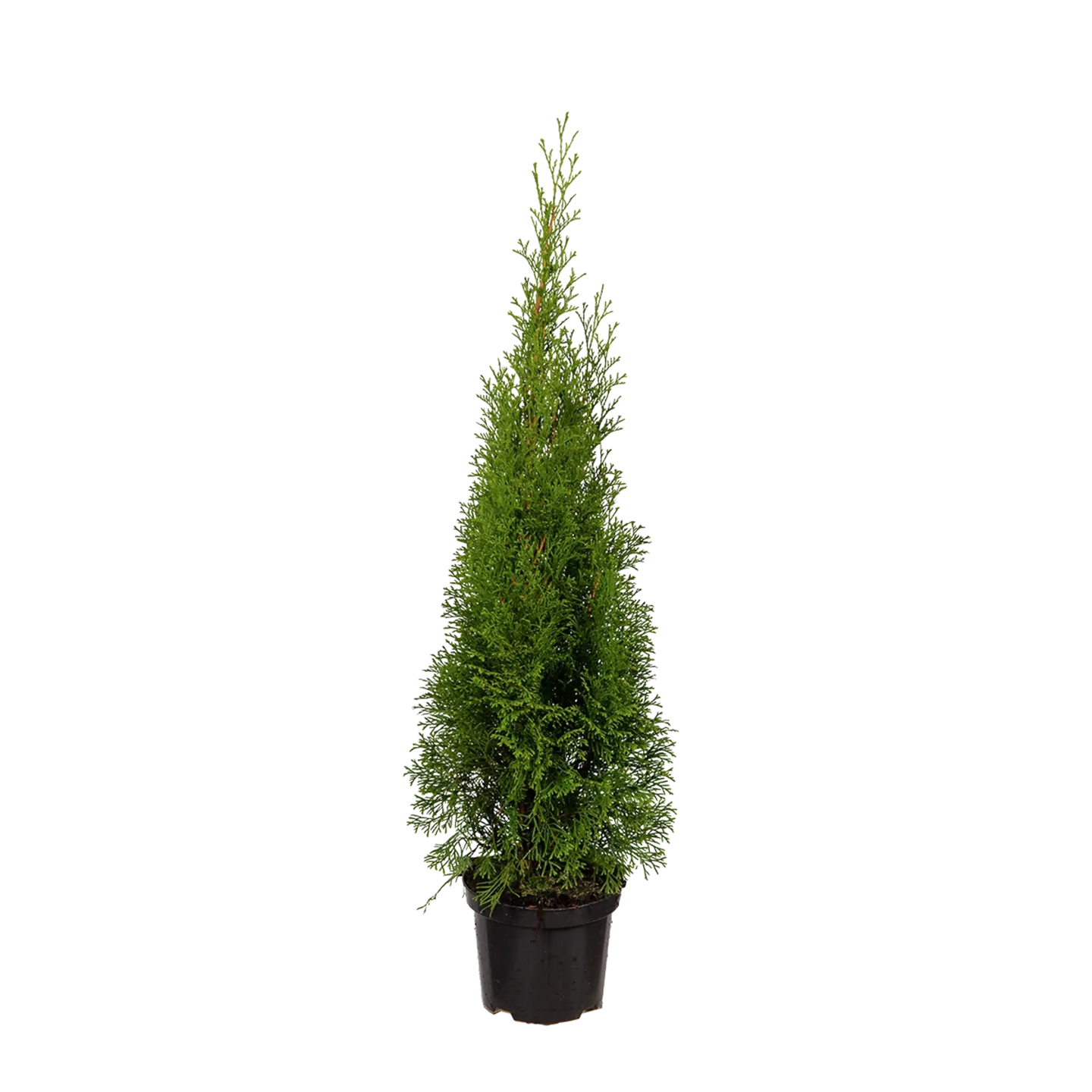 Thuja Smaragd