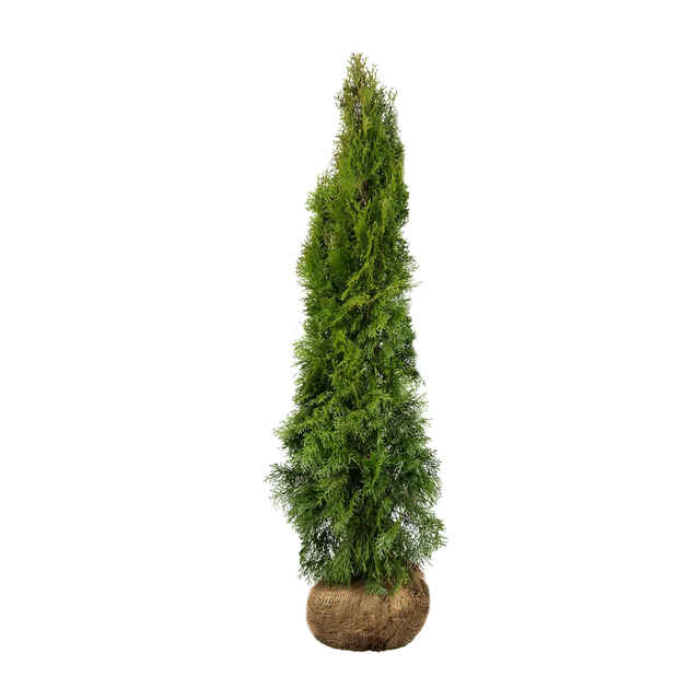 Thuja Smaragd