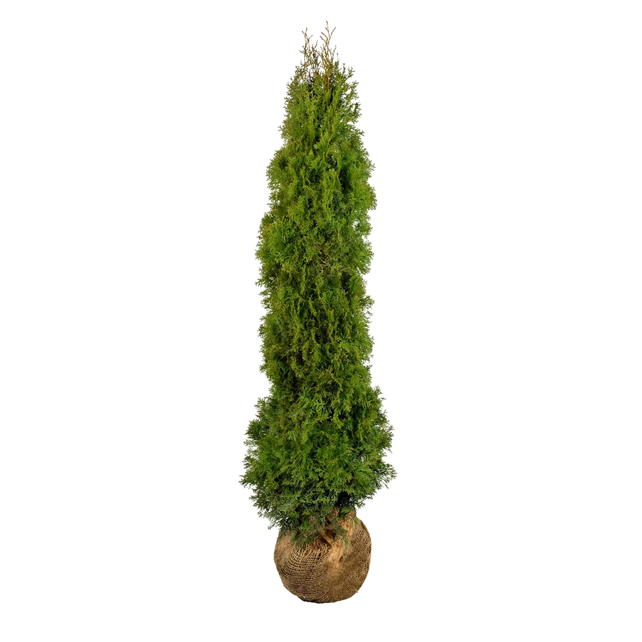 Thuja Smaragd