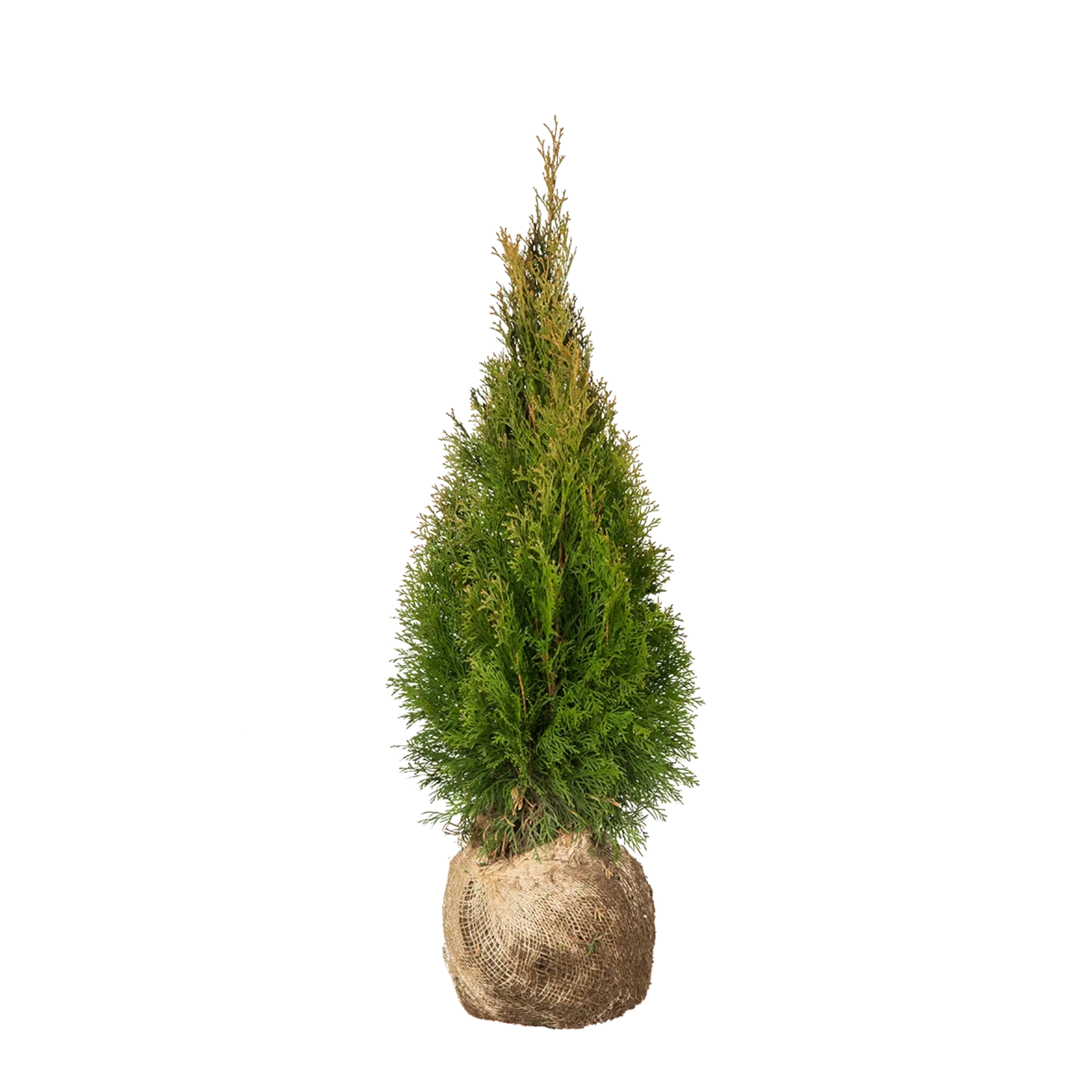 Thuja Smaragd