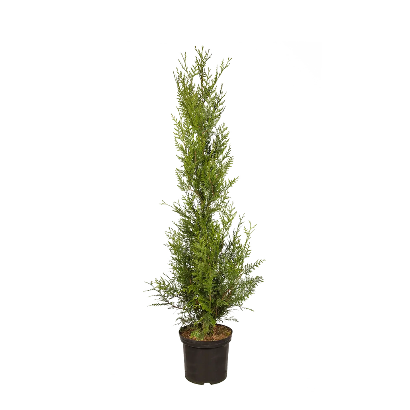 Thuja Atrovirens