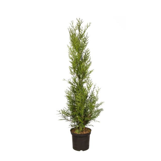 Thuja Atrovirens