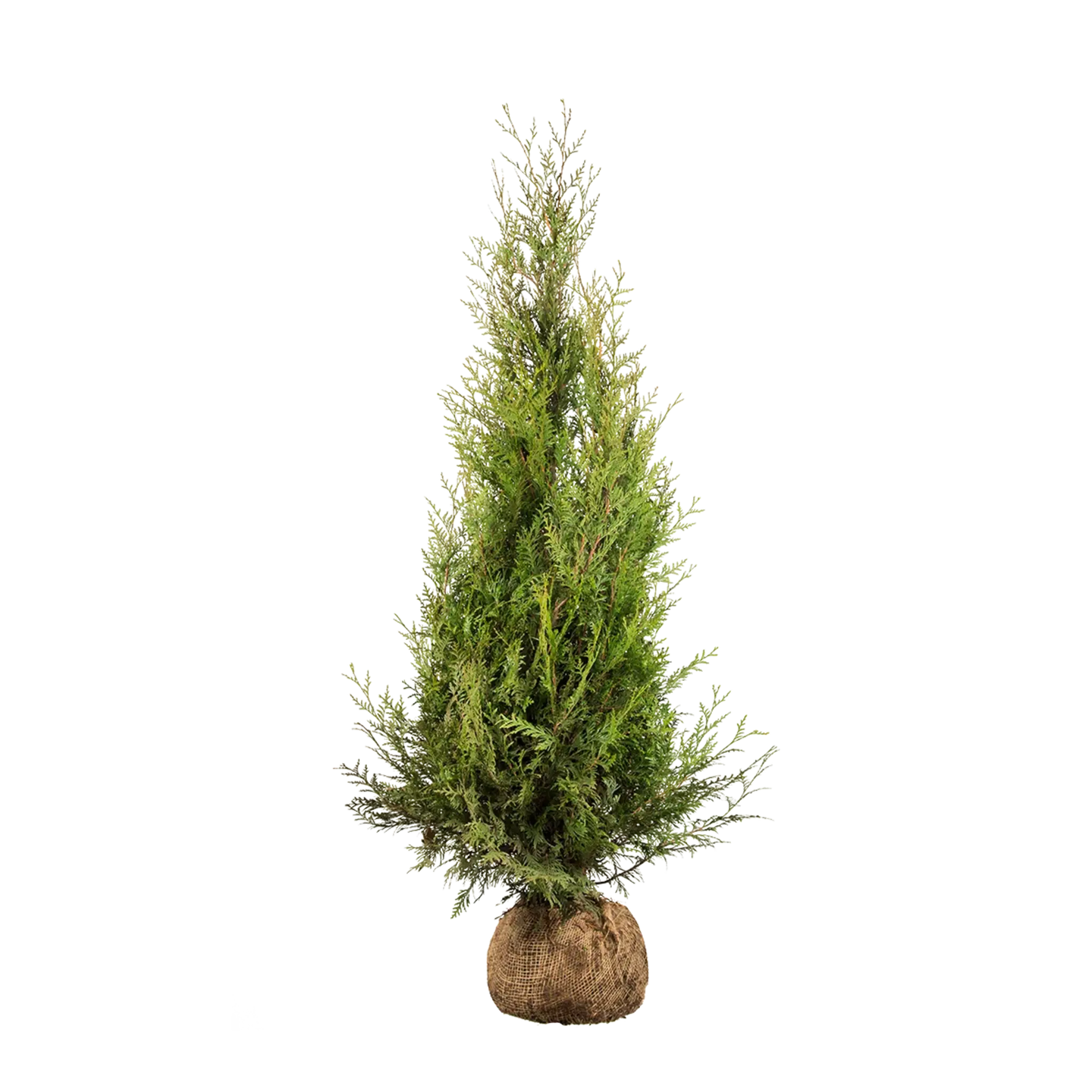 Thuja Atrovirens