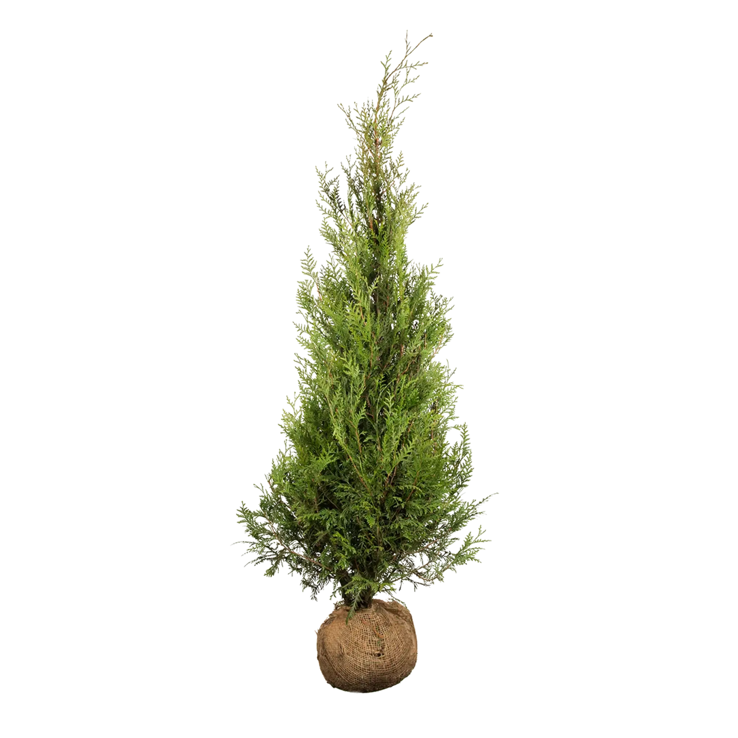 Thuja Atrovirens