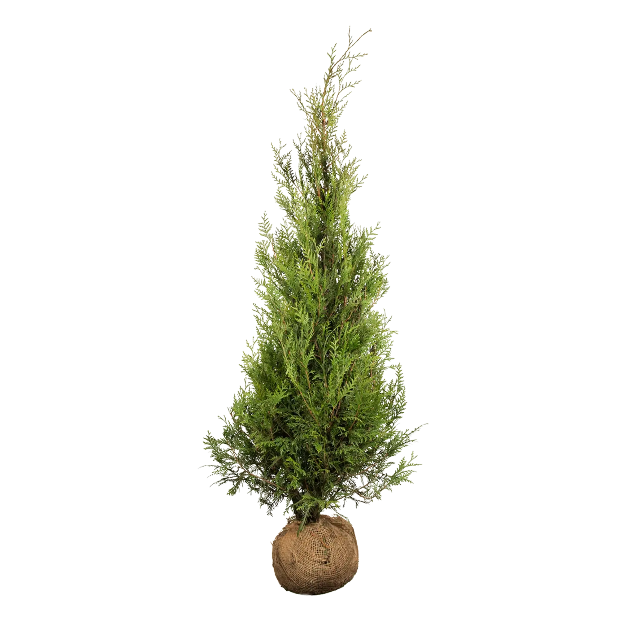 Thuja Atrovirens