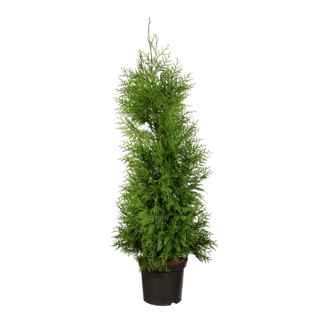 Thuja Excelsa