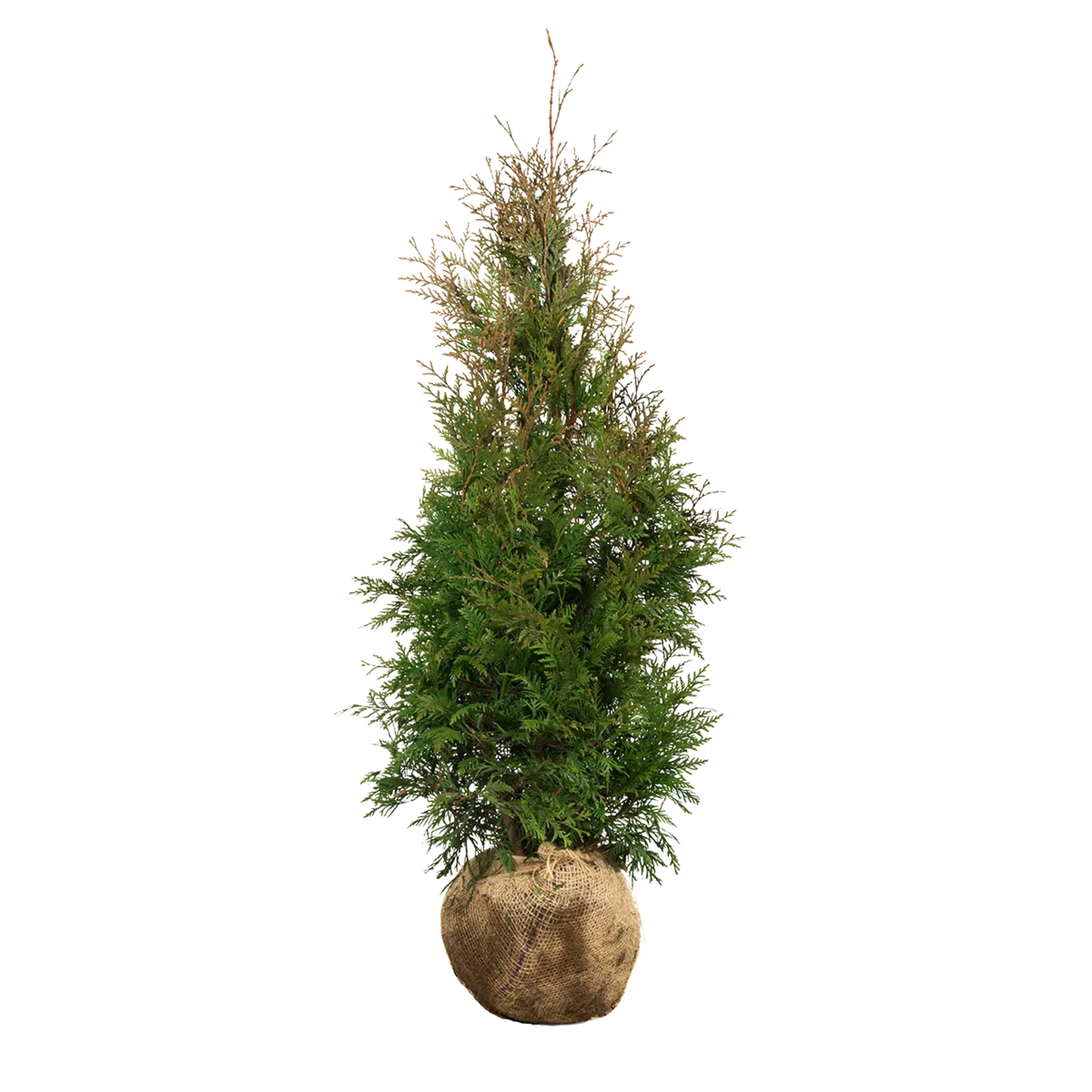 Thuja Excelsa