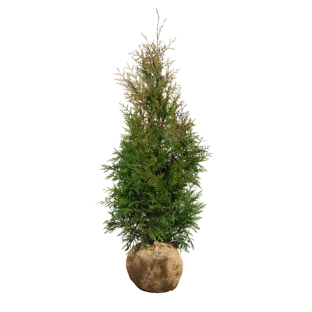 Thuja Excelsa