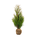 Thuja Martin