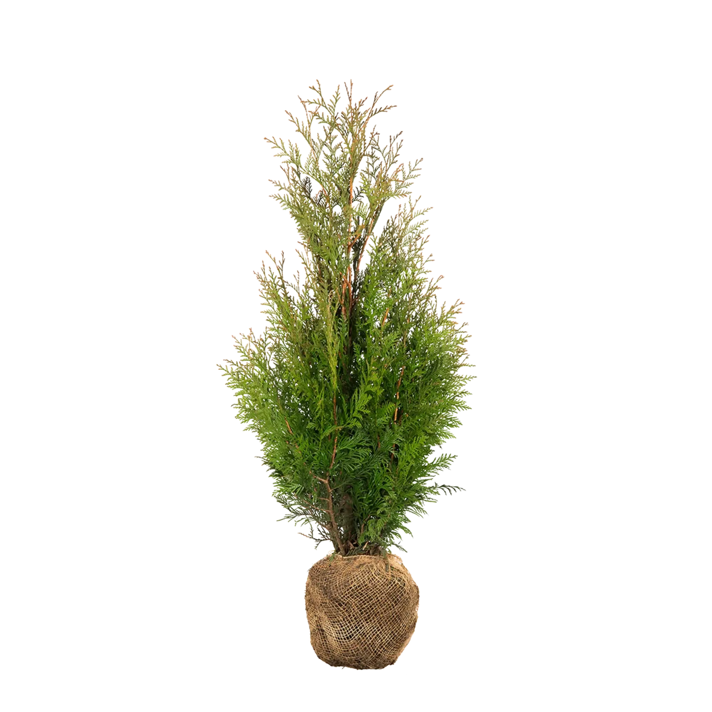 Thuja Martin