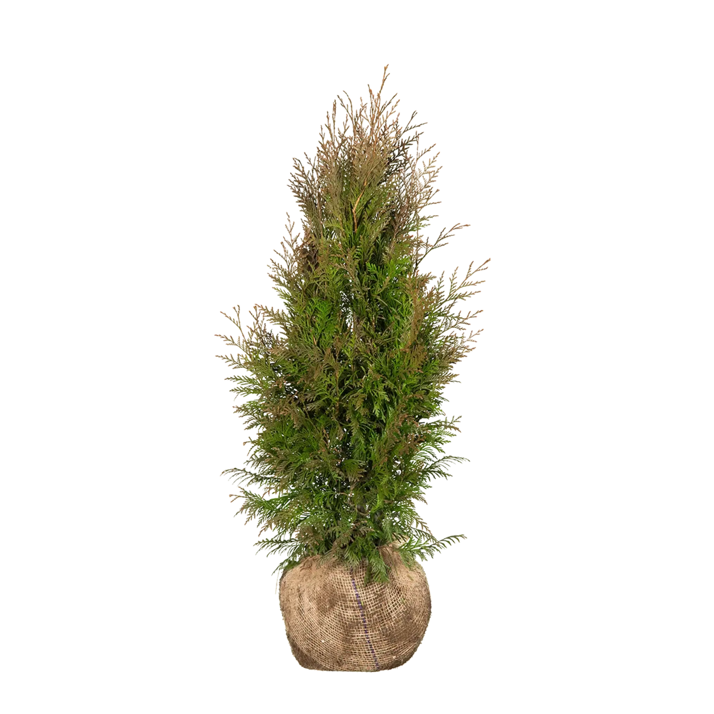 Thuja Martin