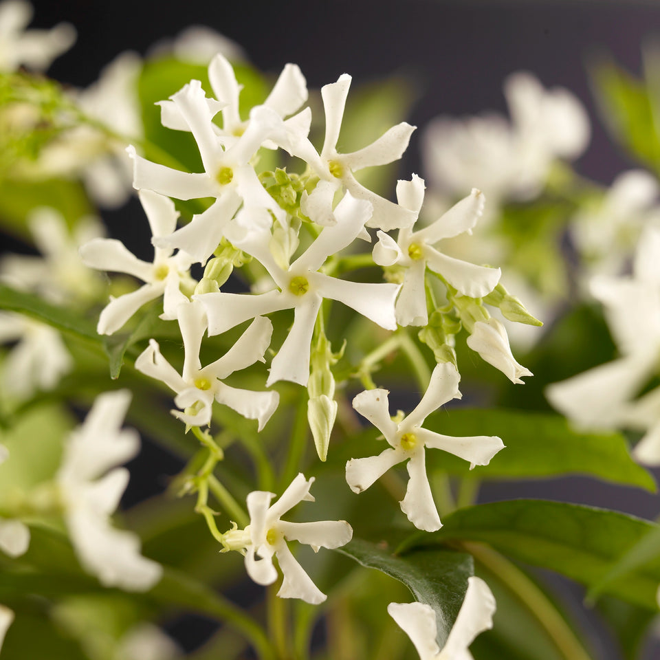 Toskanischer Jasmin