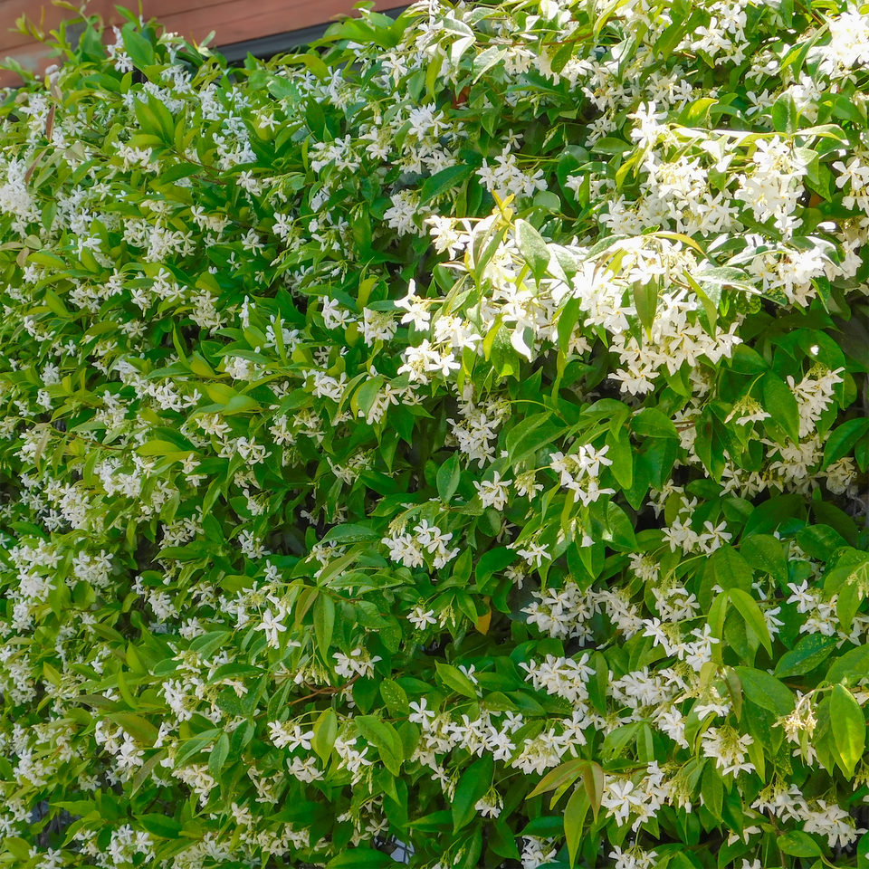 Toskanischer Jasmin