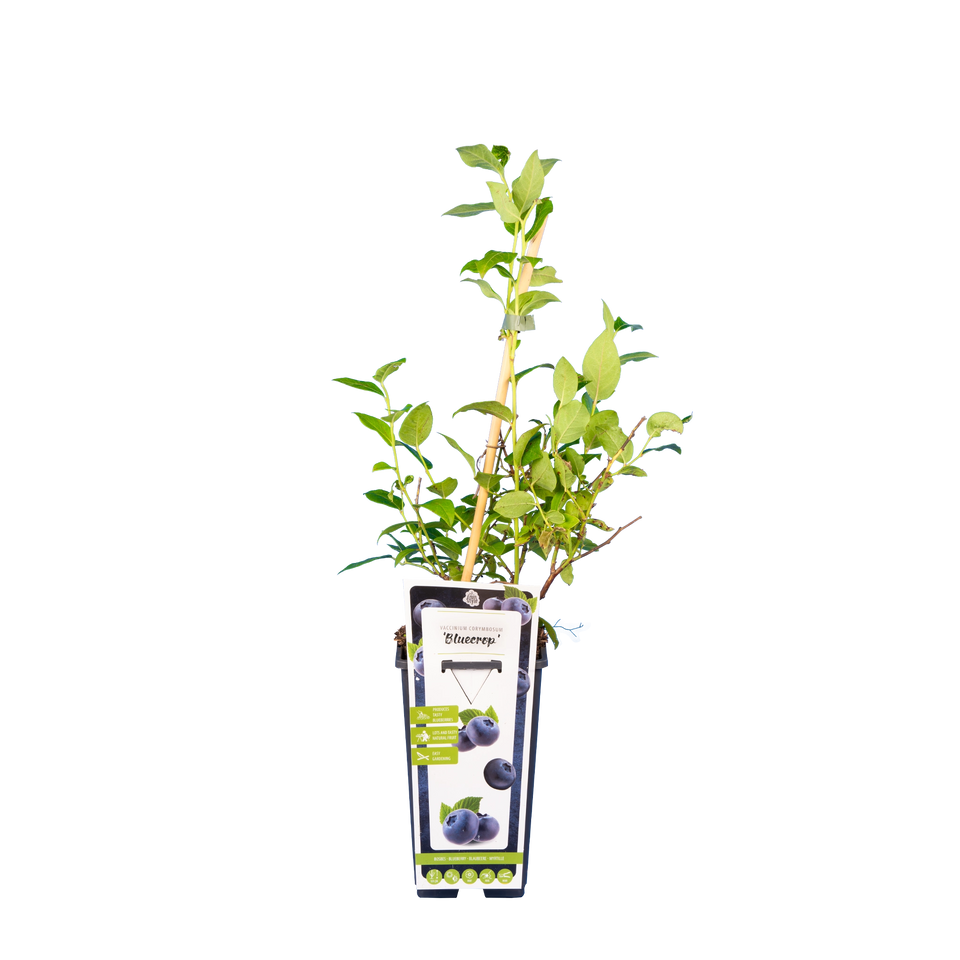 Heidelbeere 'Bluecrop'