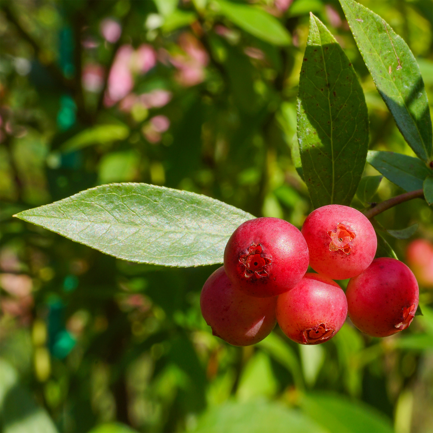 Heidelbeere 'Pink Lemonade' 