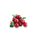 Cranberry 'Early Black'