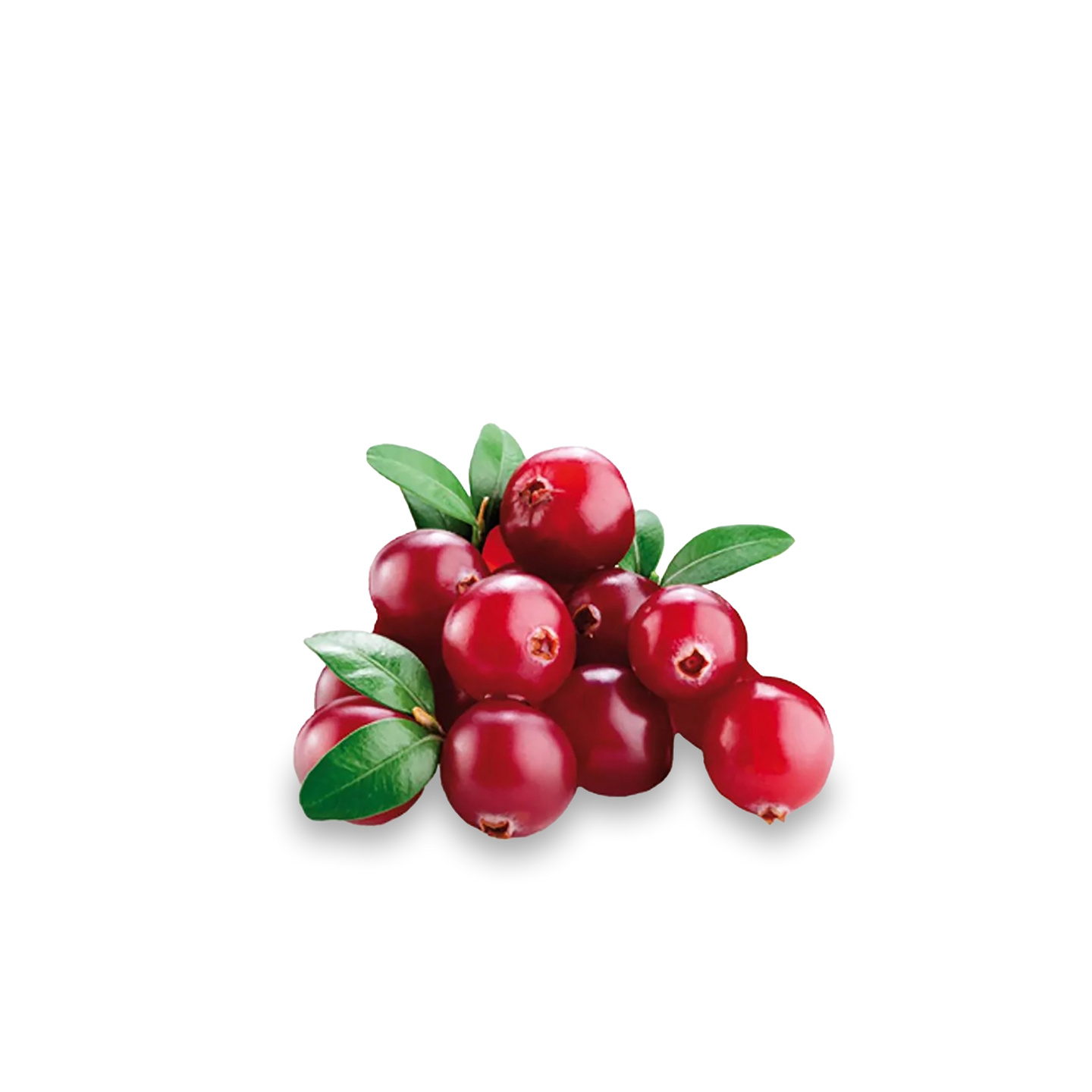 Cranberry 'Early Black'