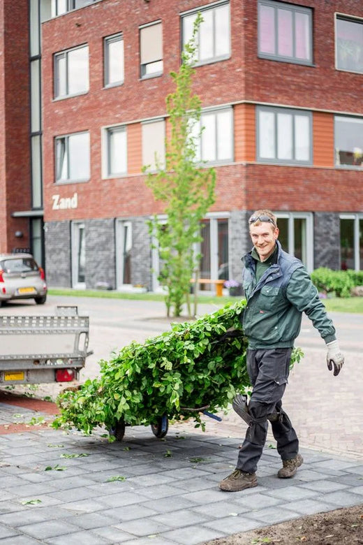 Eisenpfosten (für Hecken von 180 cm)