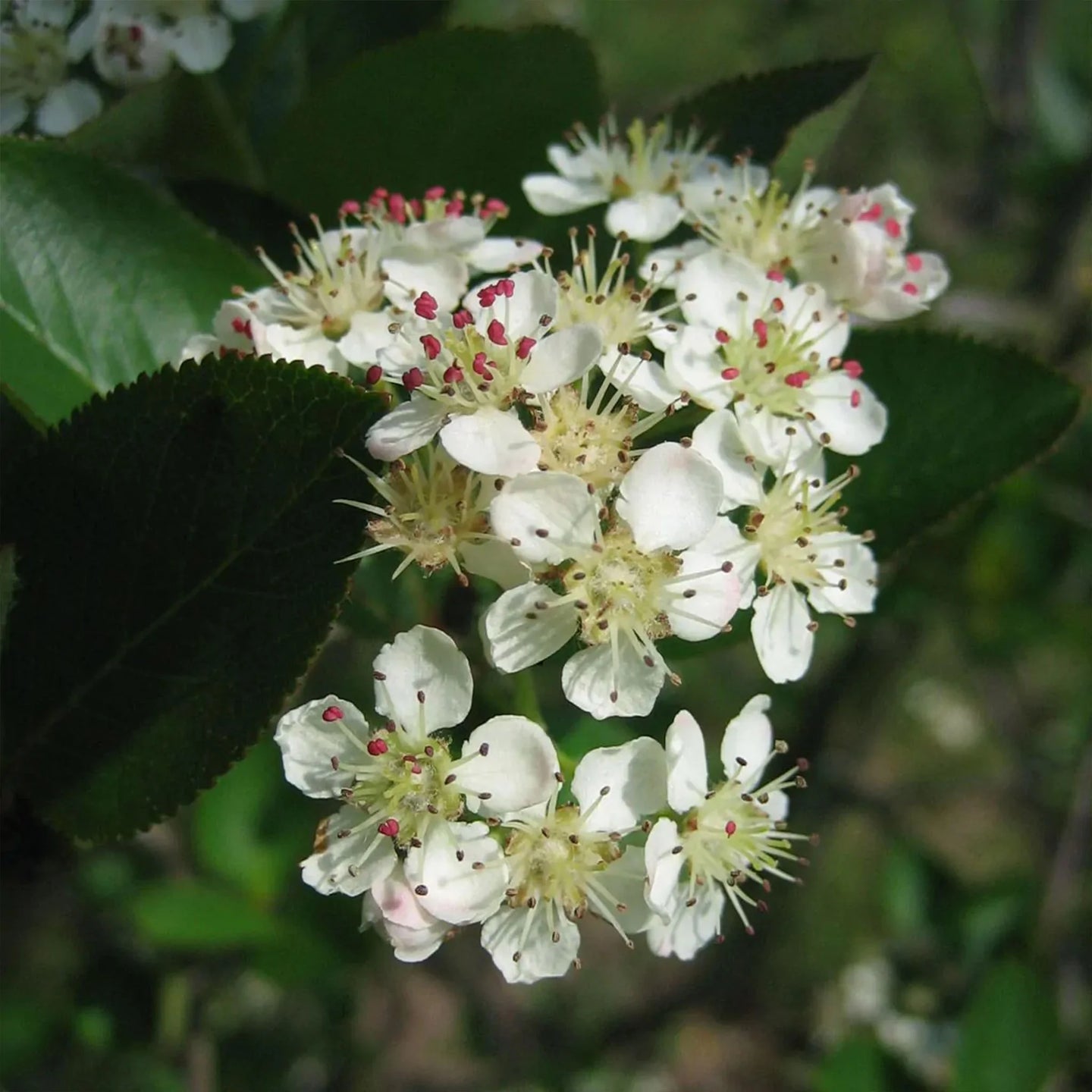 Schwarze Apfelbeere 