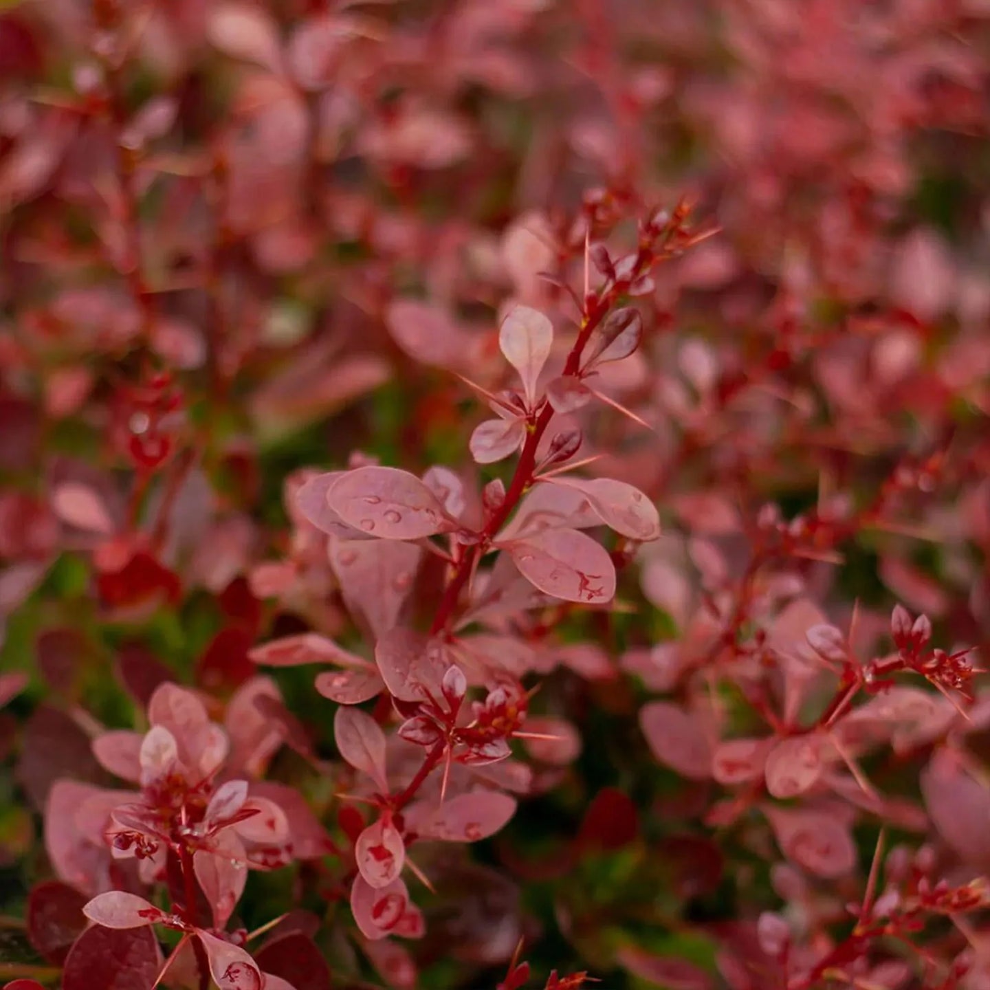 Rote Berberitze