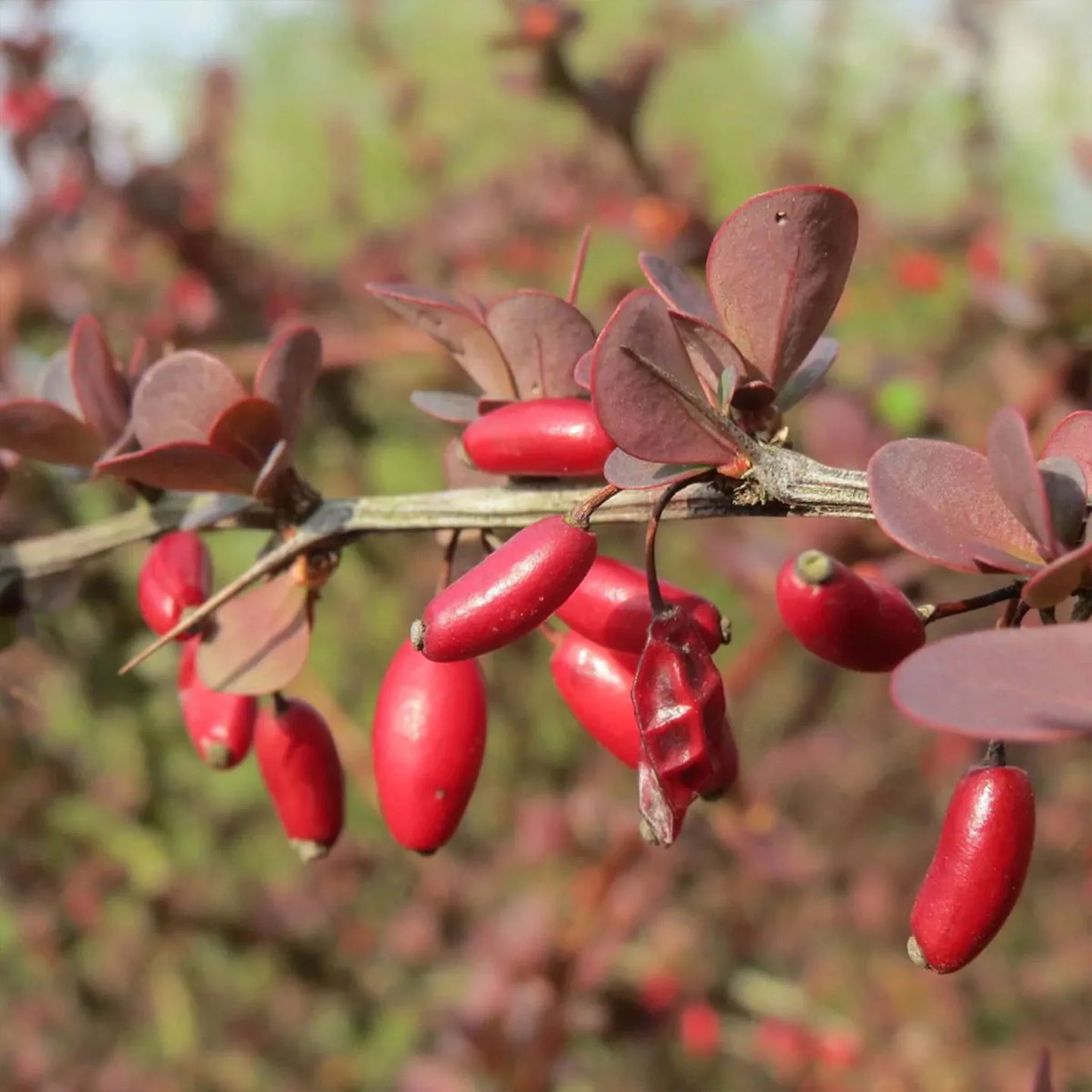 Rote Berberitze