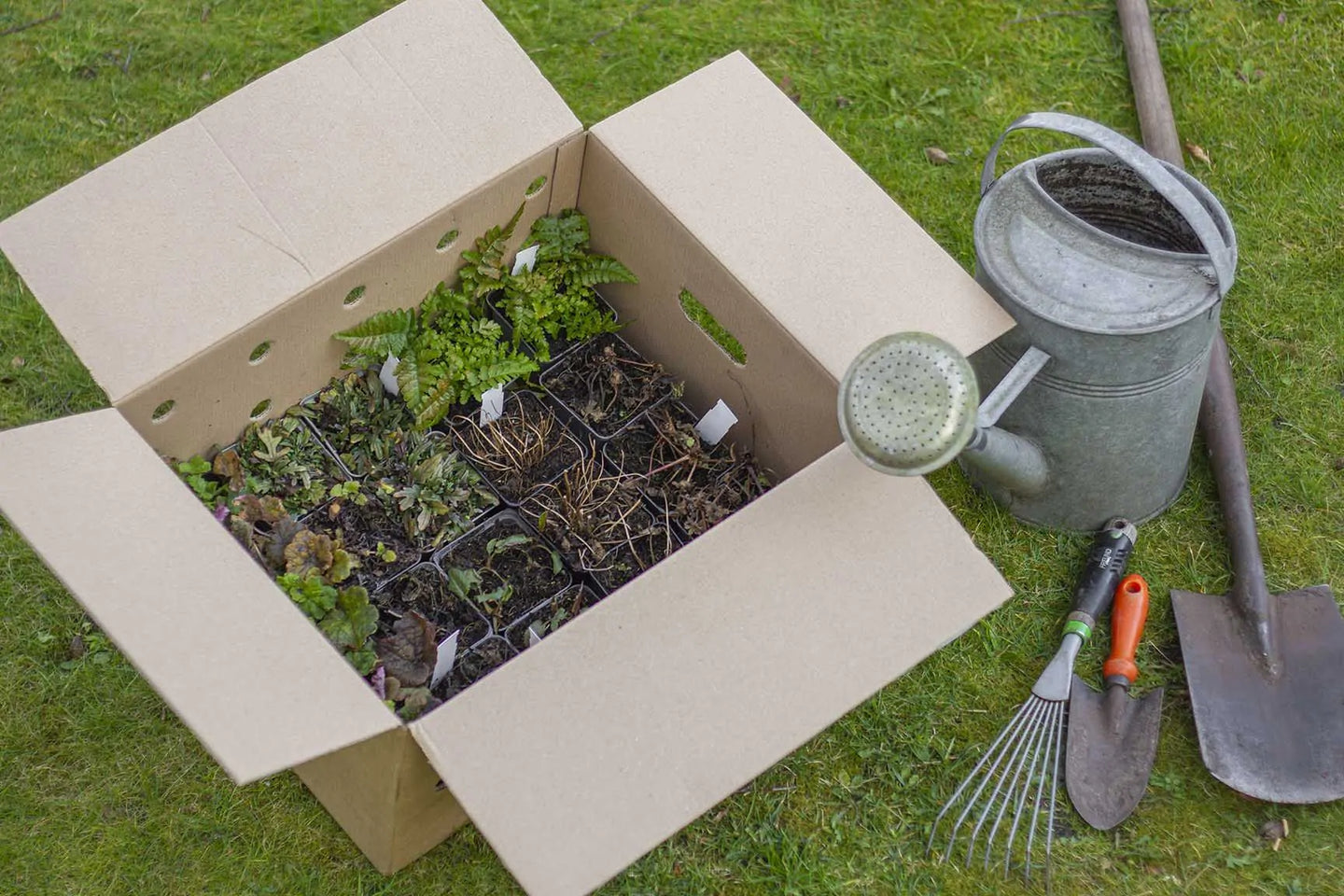 Staudenbeet Paket Langblühend