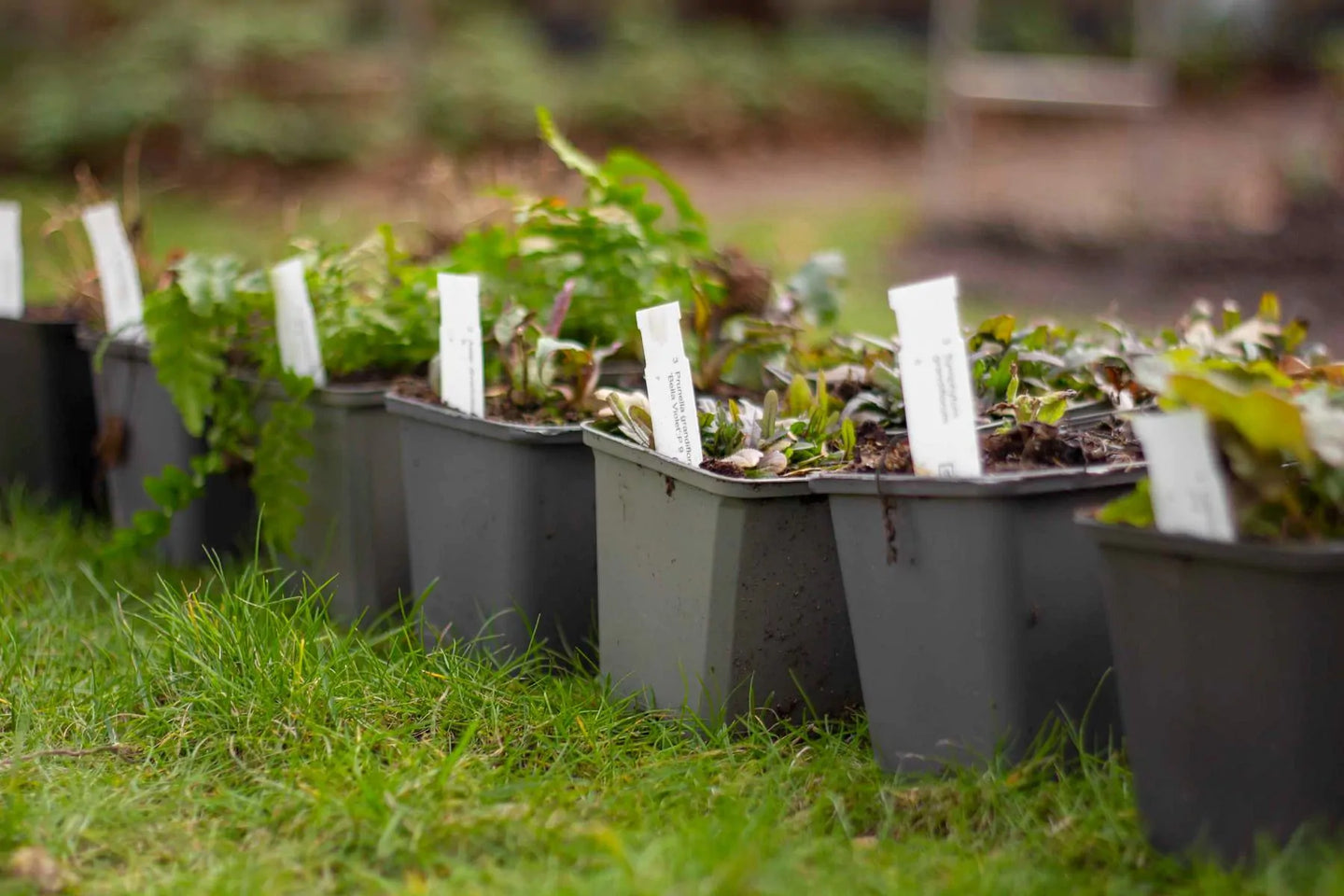 Staudenbeet Paket Halbschatten niedrig