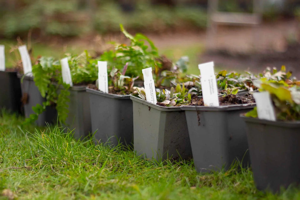 Staudenbeet Paket Schmetterlinge & Bienen