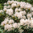 Rhododendron Cunninghams White